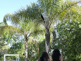 貪り合う黒百合の花園　黒人美少女レズビアンたちの香しき濡れ小陰唇　サンプル画像08